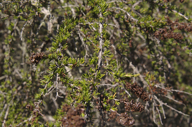 Adenostoma fasciculatum