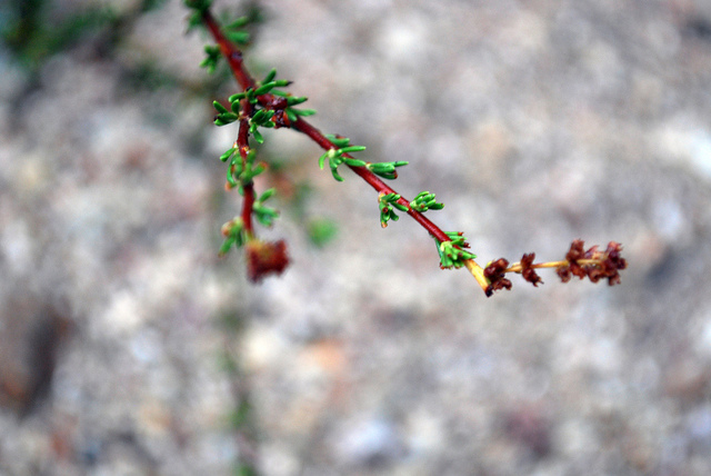 Adenostoma fasciculatum