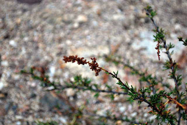 Adenostoma fasciculatum