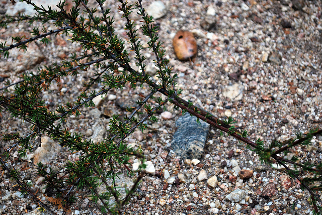 Adenostoma fasciculatum