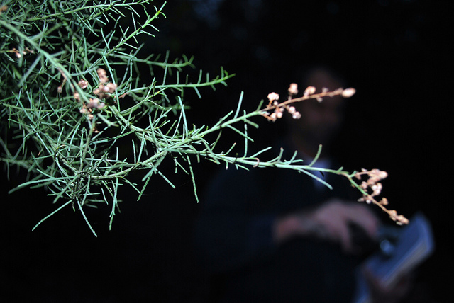 Adenostoma sparsifolium