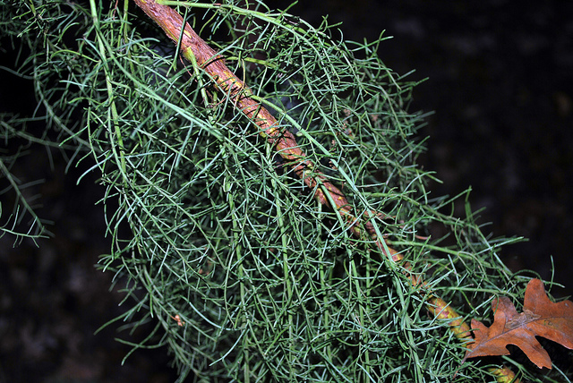 Adenostoma sparsifolium