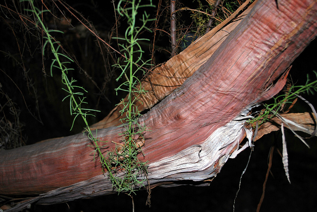 Adenostoma sparsifolium