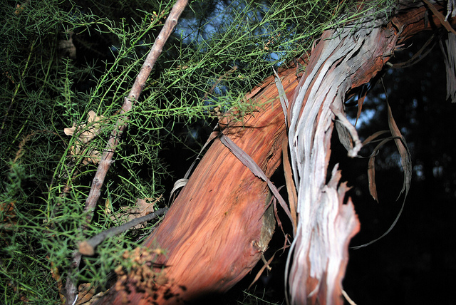Adenostoma sparsifolium