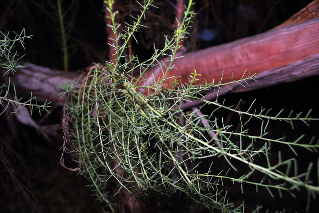 Adenostoma sparsifolium (Adenostoma sparsifolium)