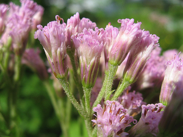 Adenostyles alliariae