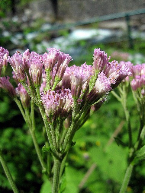 Adenostyles alliariae
