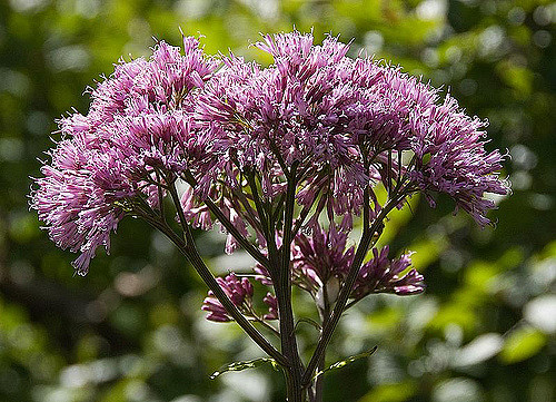 Adenostyles alliariae