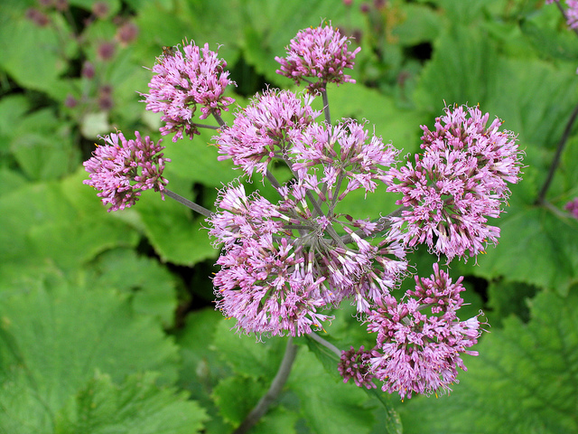 Adenostyles alliariae