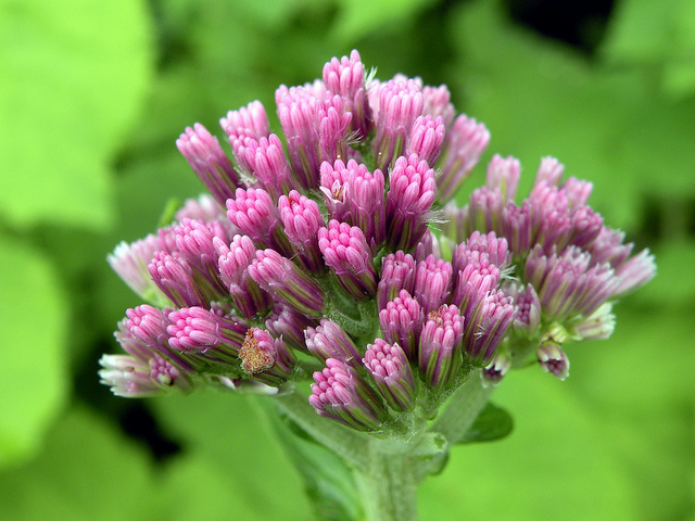 Adenostyles alliariae (Adenostyles alliariae)