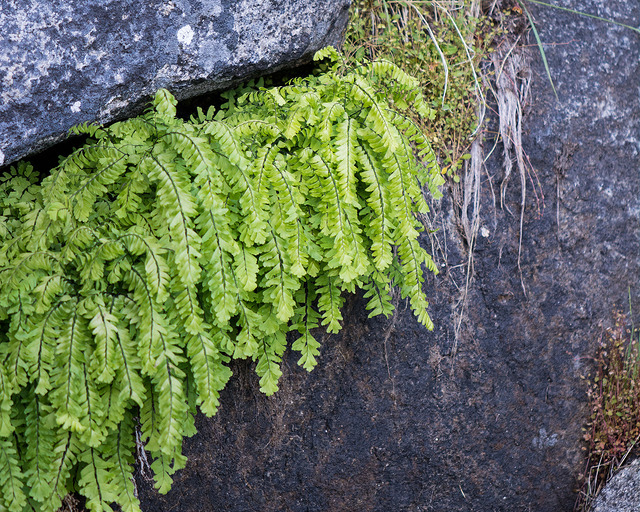 Adiantum aleuticum