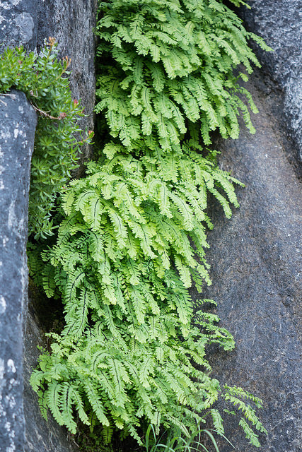 Adiantum aleuticum
