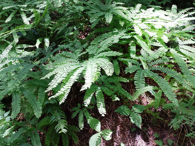Adiantum aleuticum