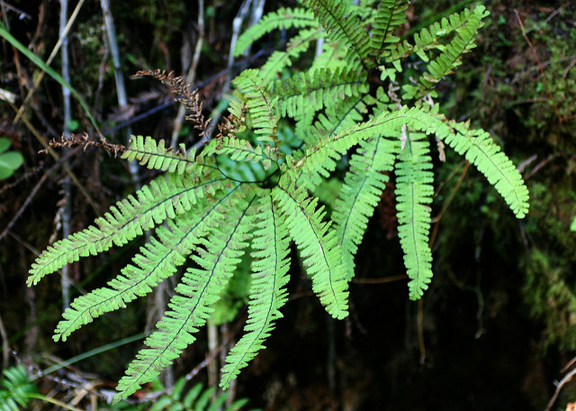 Adiantum aleuticum