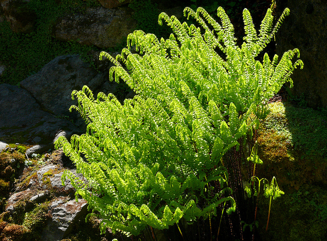 Adiantum aleuticum