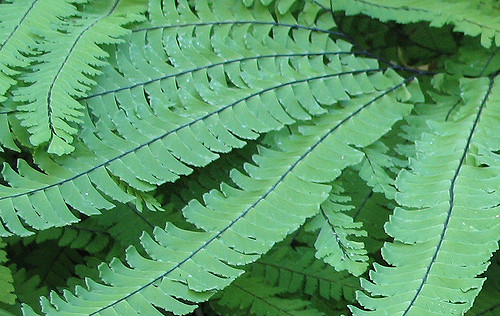 Adiantum aleuticum (Adiantum aleuticum)
