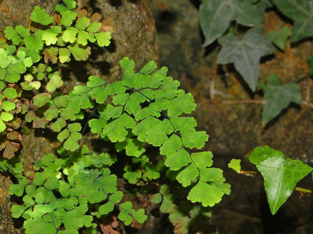 Capillaire de montpellier (Adiantum capillus-veneris)