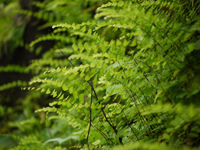 Adiantum caudatum