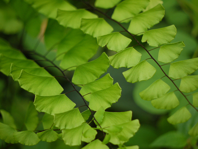 Adiantum caudatum (Adiantum caudatum)