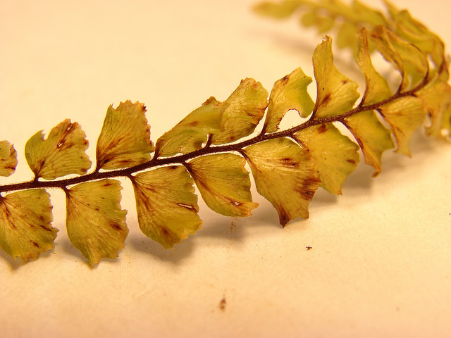 Adiantum hispidulum (Adiantum hispidulum)