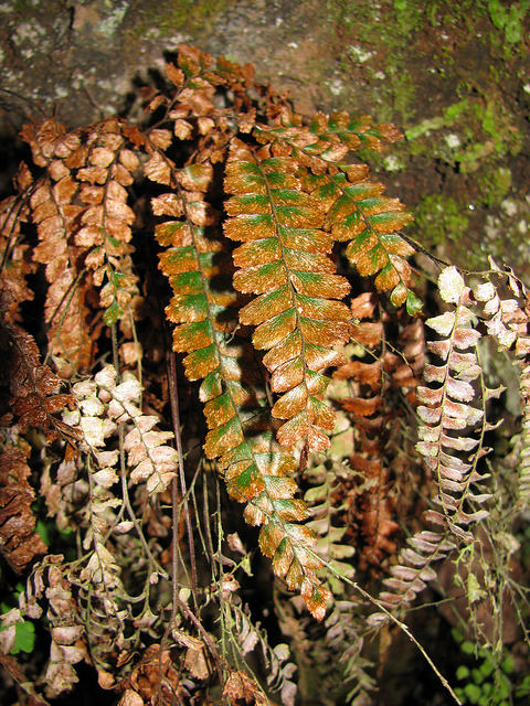 Adiantum hispidulum