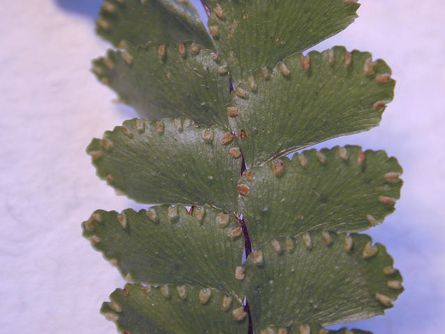 Adiantum hispidulum
