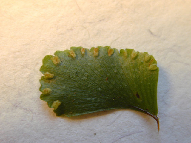 Adiantum hispidulum