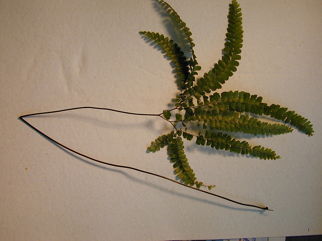 Adiantum hispidulum