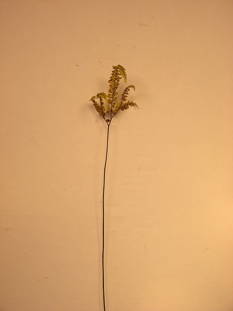 Adiantum hispidulum