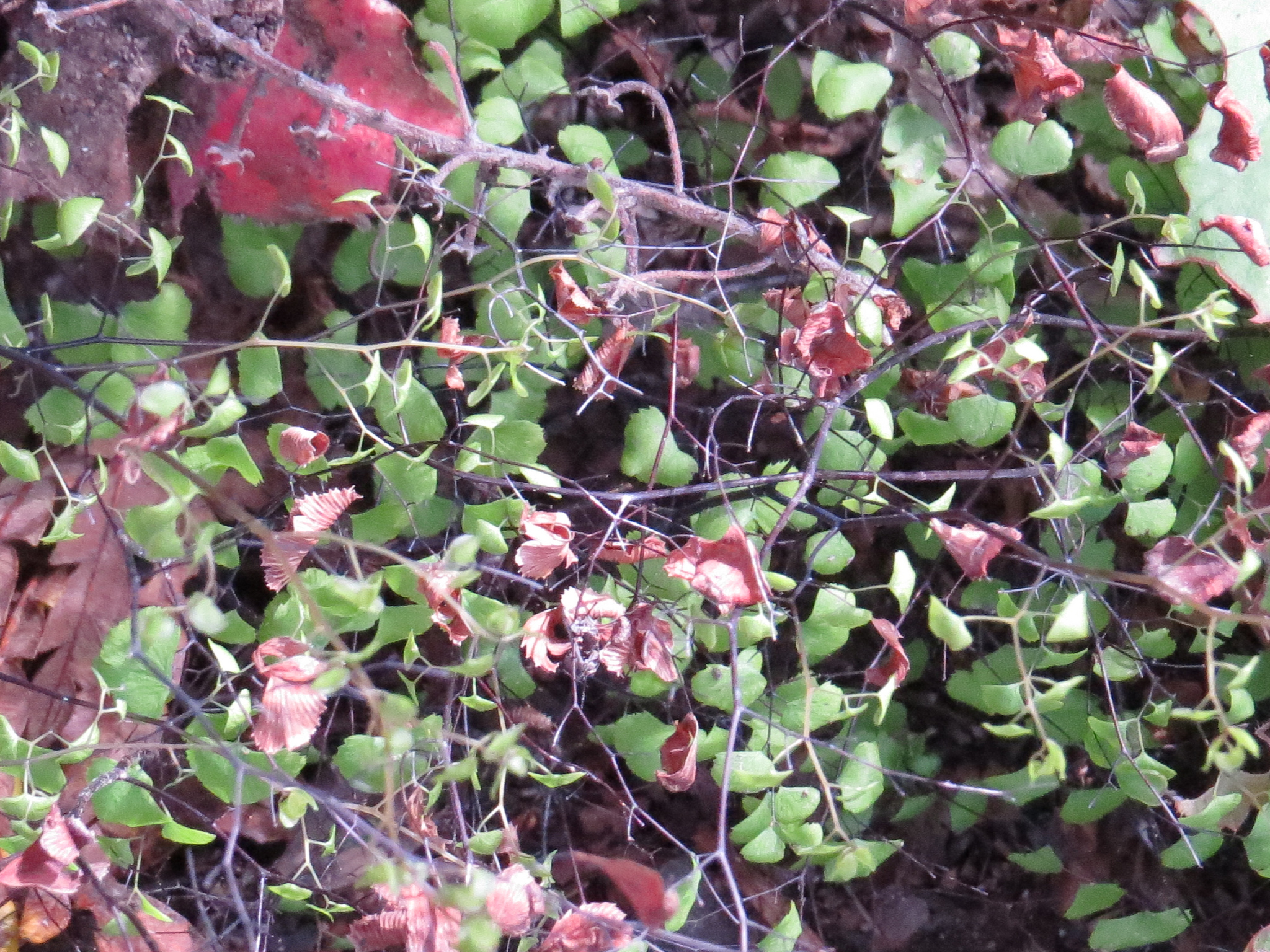 Adiantum jordanii (Adiantum jordanii)