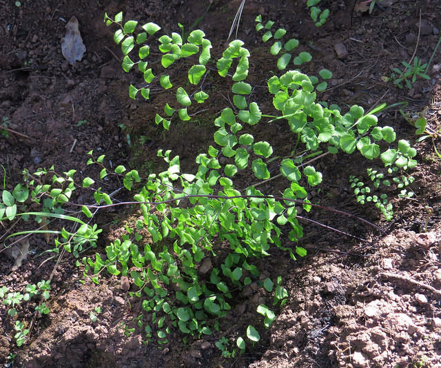 Adiantum jordanii