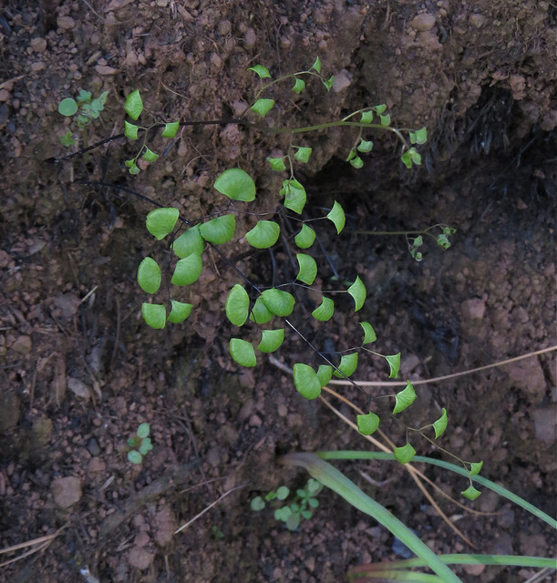 Adiantum jordanii