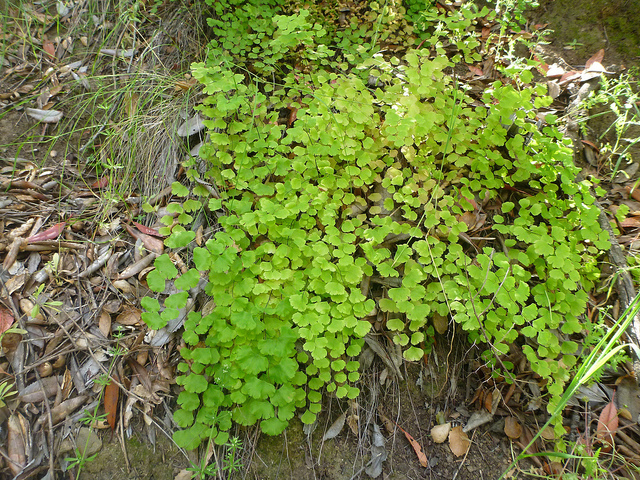 Adiantum jordanii