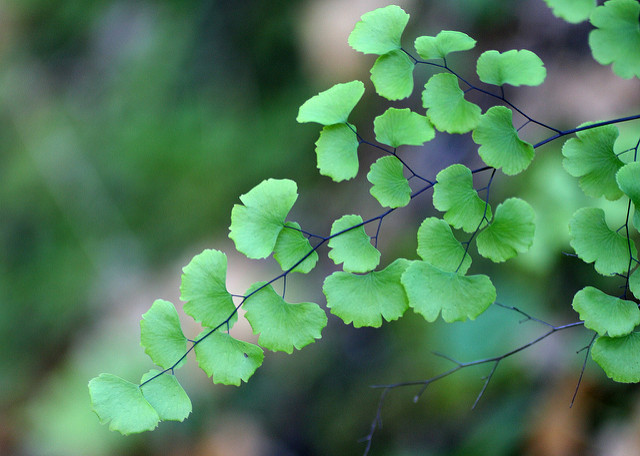 Adiantum jordanii