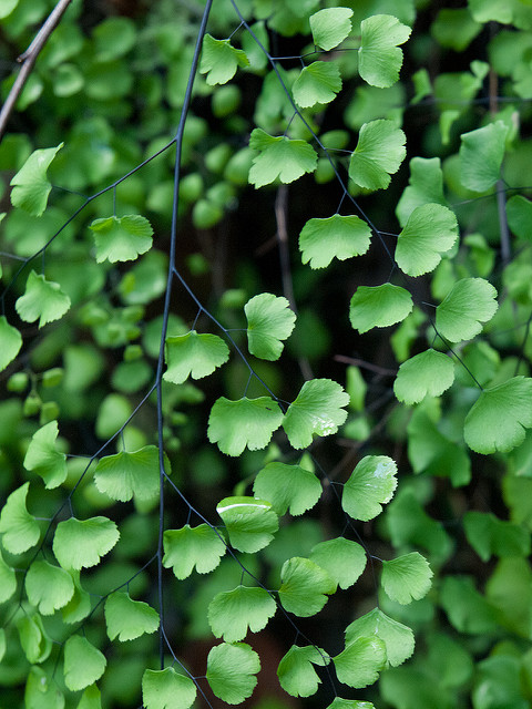 Adiantum jordanii