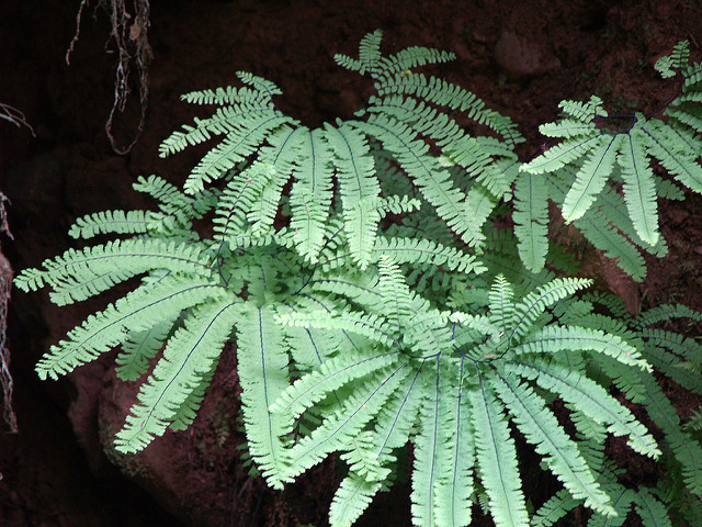 Adiante du canada (Adiantum pedatum)