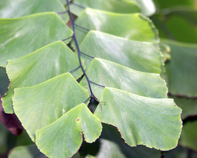 Adiantum peruvianum