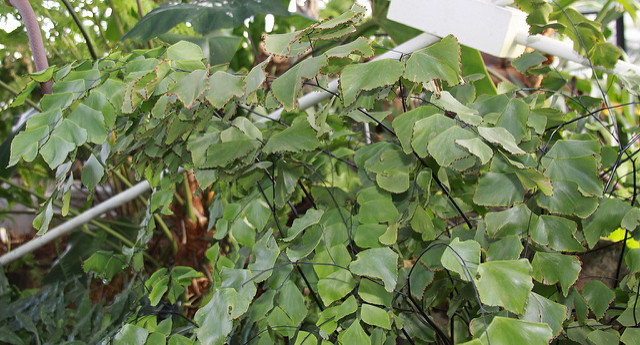 Adiantum peruvianum (Adiantum peruvianum)