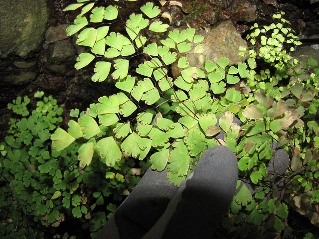 Adiantum raddianum