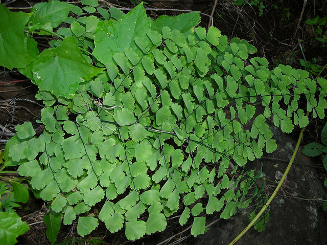 Adiantum raddianum