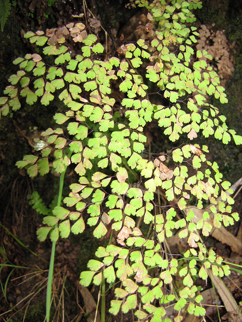 Adiantum raddianum