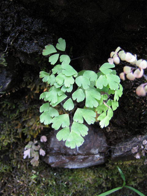 Adiantum raddianum