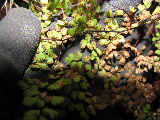Adiantum raddianum