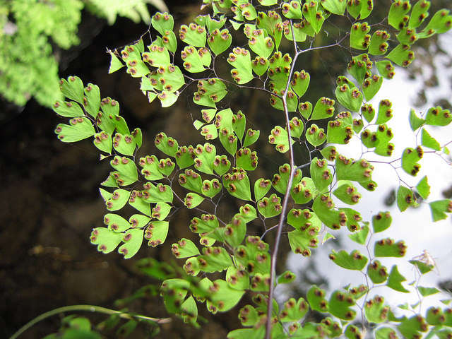 Adiantum raddianum (Adiantum raddianum)