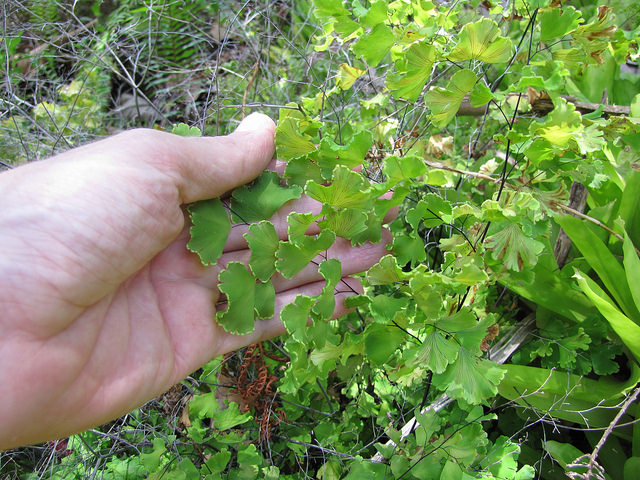 Adiantum tenerum