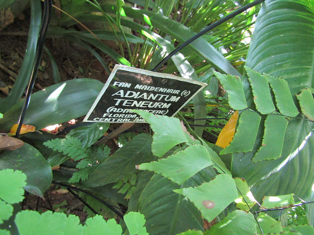 Adiantum tenerum
