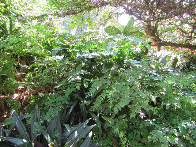 Adiantum tenerum