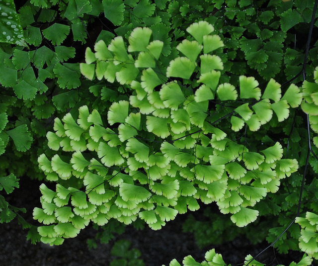 Adiantum tenerum (Adiantum tenerum)