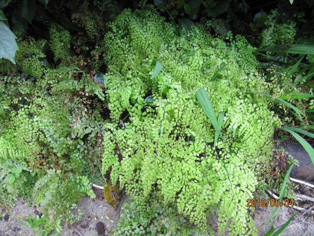 Capillaire élégante