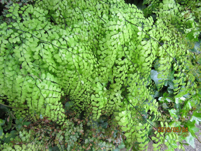 Capillaire élégante